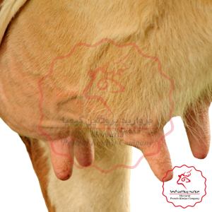 پستان گوساله